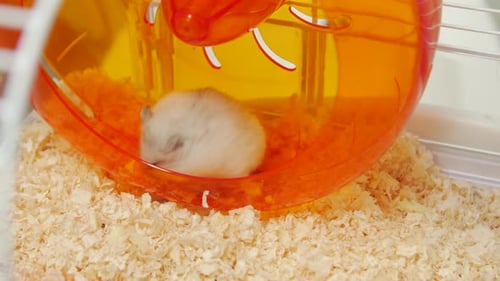 Adorable Hamster Curled Up in Cage