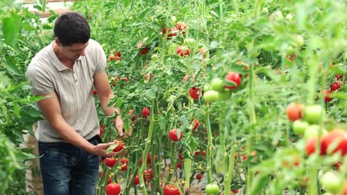 Man Inspects Ripe Tomatoes in Greenhouse