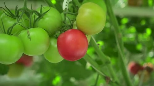 Hydroponic Farm View of Tomato Vegetables Growing in Light Greenhouse with Modern Technology Spbd