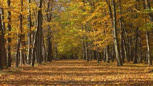 Fall