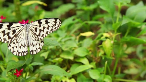 Butterfly Sitting On A Flower