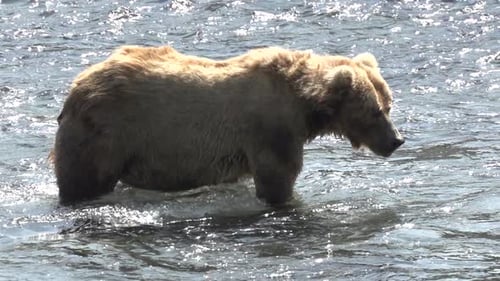 a brown bear in Alaska