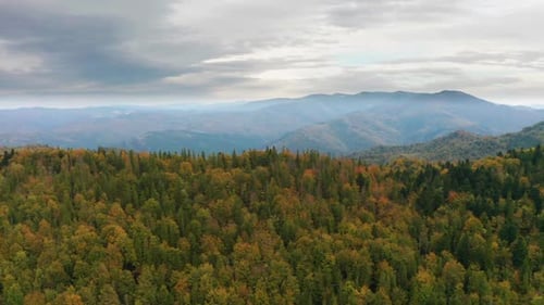 Golden Autumn Drone View of Forest Landscape with Yellow Trees From Above
