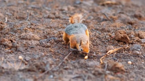 Squirrel Foraging and Eating on the Ground