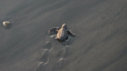 Atlantic Ridley Meeresschildkröten überqueren den Strand bei Sonnenaufgang