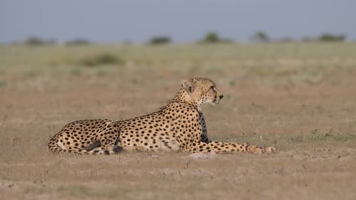 Gepard ruht auf der Savanne