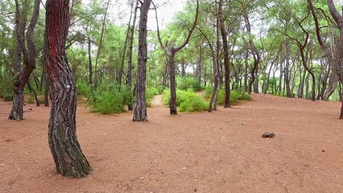 Forest Walking (4K)