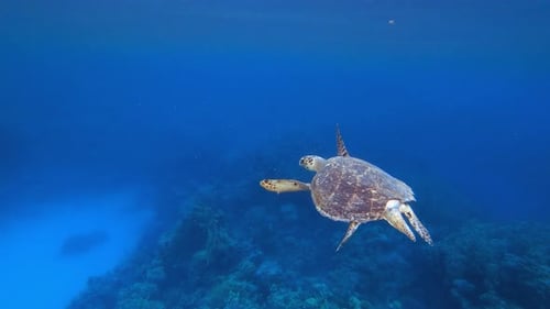 Hawksbill Sea Turtle