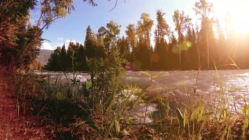Meadow at Mountain River Bank. Landscape with Green Grass, Pine Trees and Sun Rays. Movement