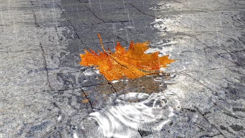 Rain Falling on Autumn Maple Leaf in Puddle