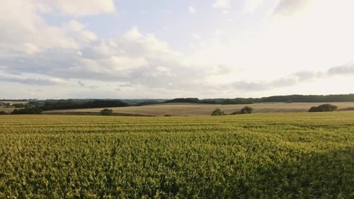 Beautiful Landscape Shot of Vast Field Ready for Harvest Under Blue Skies