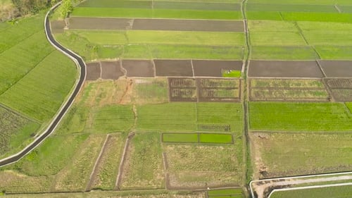 Rice Field and Agricultural Land in Indonesia