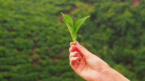 Close Up Hands of Woman Picking Tea in India Munnar Kerala Plantations