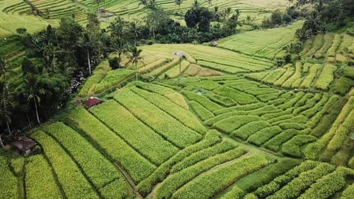 Jatiluwih Rice Plantation in Bali