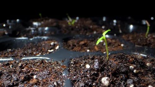 Small Green Sprouts Grow in Special Plastic Pots with Ground
