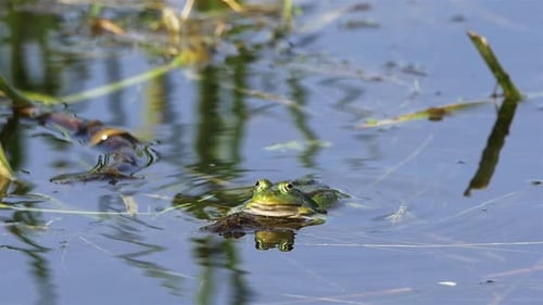 Green Frog Floating Peacefully in Pond Water