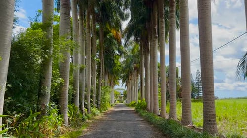 View of the Palm Trees Passing By Under Sunny Blue Skies