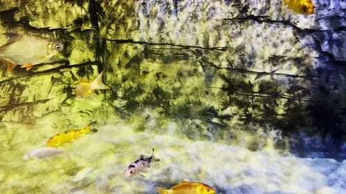 Tierfische in reiner Unterwasserwelt 1