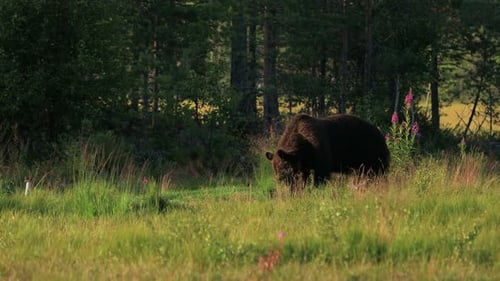 Brown Bear Grazing in Grassy Meadow