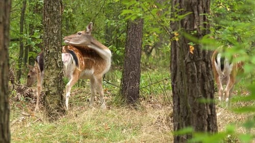 A Group of Roe Deers in a Forest