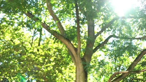 Sonnenlicht scheint durch Baumkronen