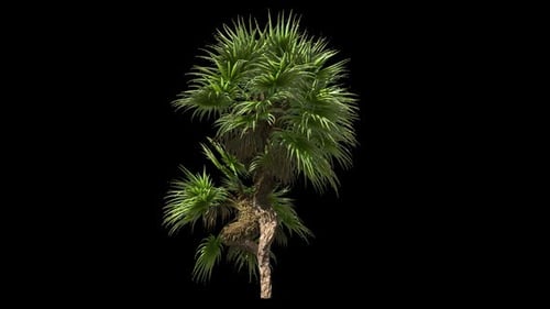 Palmstrauch