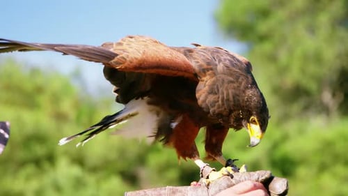 Falkenadler thront auf Männerhand