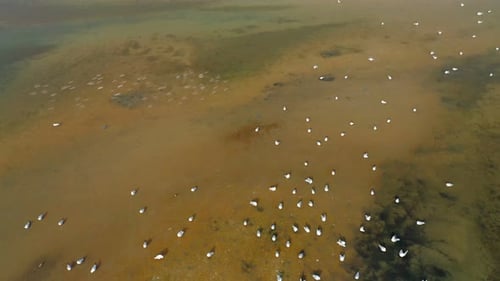 An Aerial View of Seagulls on the Shallows