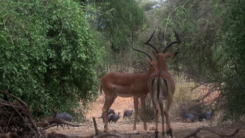 Impalas with Guinea Fowl in Their Habitat