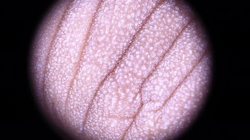 Extreme Close-Up of Textured Surface Under Magnification