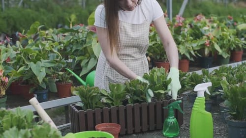 Woman Gardener Planting Succulents in Greenhouse