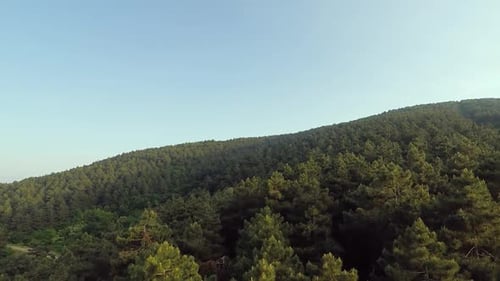 Aerial Pine Forest