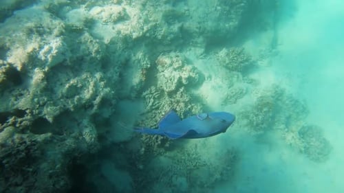 Blue Triggerfish on Coral Reef in Red Sea