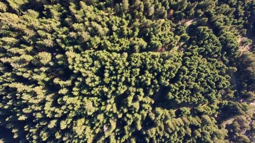 Top View Aerial Forest