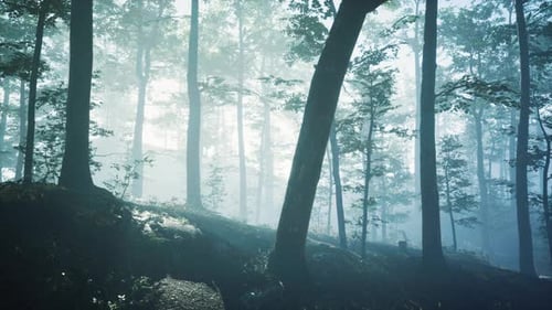 Morning Fog in Deep Forest