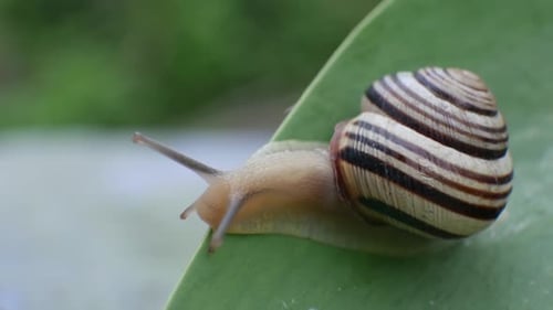 Little Snail Crawling on Green Leaf