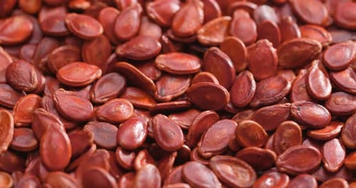 Red Melon Seeds for Lunar New Year Celebration