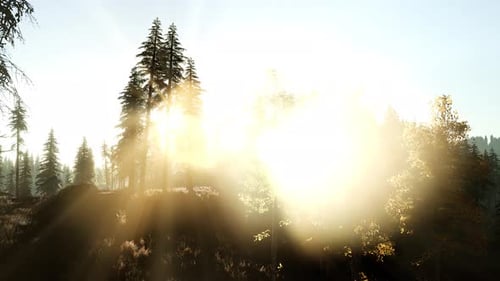 Sun Beams Through Trees