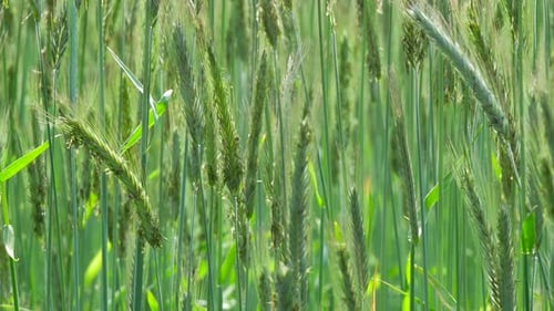 Green Wheat Stalks Swaying Gently in Sunlight