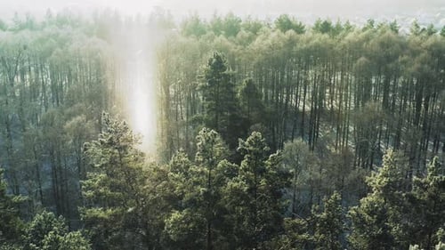 Beautiful Green Snowy Forest In Winter Frosty Day