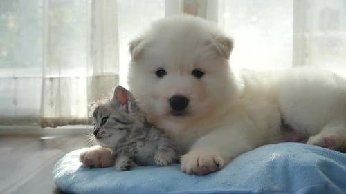 Fluffy Puppy and Kitten Cuddle on Blue Cushion