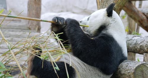 Giant Panda Ailuropoda Melanoleuca Also Known As the Panda Bear