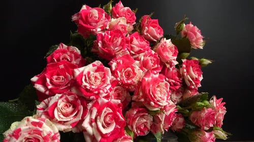 }Roses on a black background. Falling drops of water on flowers.