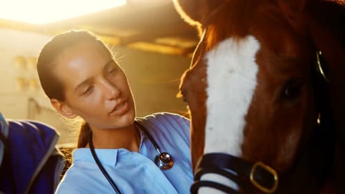 Veterinarian Examining Horse in Stable