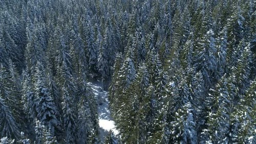 Aerial View of the Snow-covered Spruce Forest
