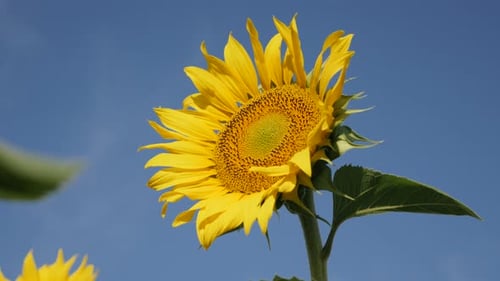Sunflower Helianthus annuus plant yellow head against blue sky 4K footage