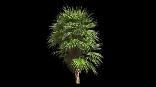 Palm Tree