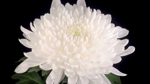 White Chrysanthemum Blooming in Macro View
