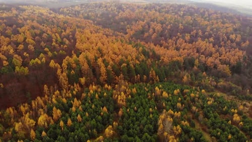 Amazing aerial birds eye view forest, trees at fall season.