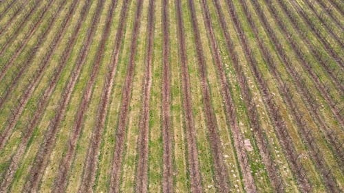Reihen junger Sprossen von Bio-Setzlingen, die in gedüngten Böden auf landwirtschaftlichem Feld wachsen